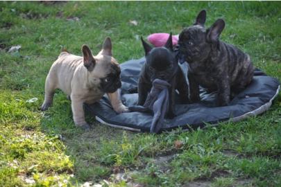 Franzsische Bulldoggen Welpe in Choco