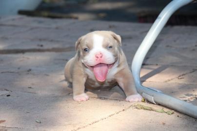 American Staffordshire Terrier