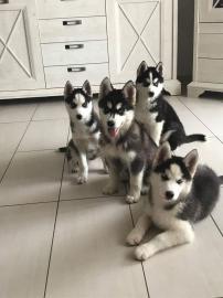Husky Welpen Sibirian Husky