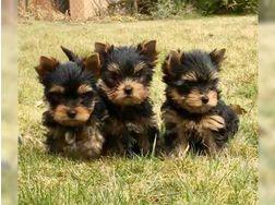 Sch�ne Yorkie-Welpen