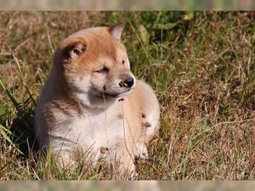 Shiba Inu Welpen