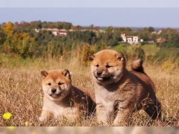 Shiba Inu Welpen