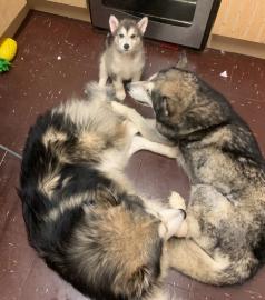 Alaskan Malamute Welpen