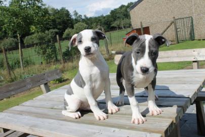 American Staffordshire Terrier