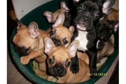 Liebevoll Franz�sische Bulldoggen aus V