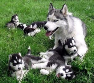 Erh?ltlich Pomsky Welpen mit Papieren wh