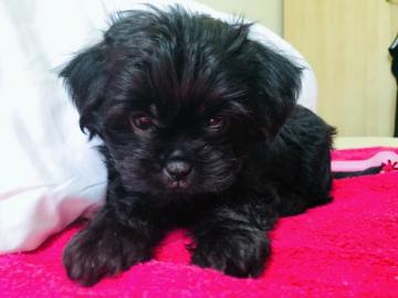 m�nnlicher und weiblicher Affenpinscher