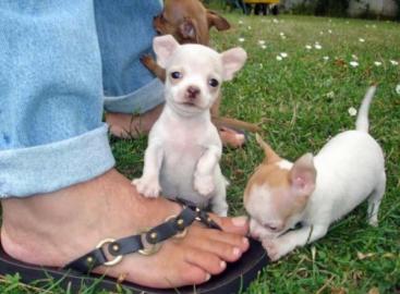 Bischon Gechipt Babys Chihuahua Typvolle