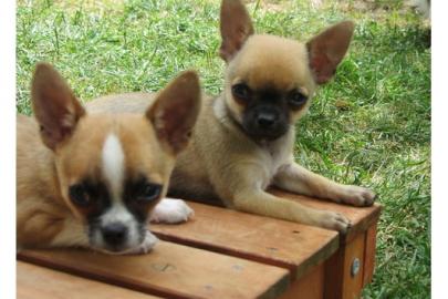 Gesunde, reinrassige Chihuahua Welpen zu