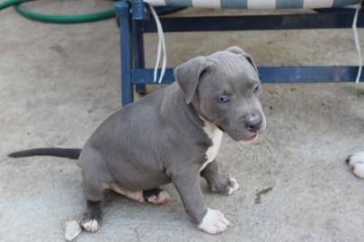 American staffordshire terrier welpe blu