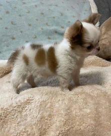 Bezaubernde Chihuahua-Welpen suchen ein