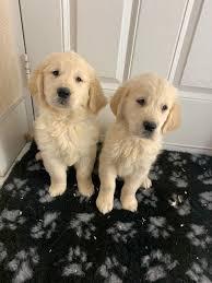 Golden Retriever Welpen WhatsApp nummer