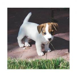 Jack-Russell Welpen