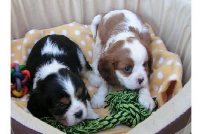 Haben s��e Cavalier King Charles Spaniel