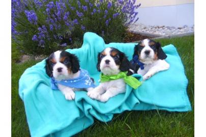 Haben s��e Cavalier King Charles Spaniel