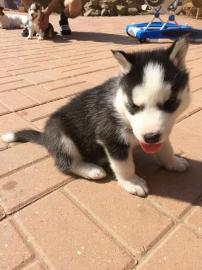 Siberian Husky Welpen