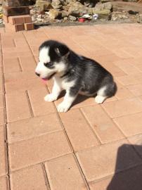 Siberian Husky Welpen