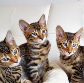 Atemberaubende Tonkinese K?tzchen