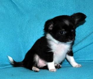 Chihuahua-Mix-Welpen