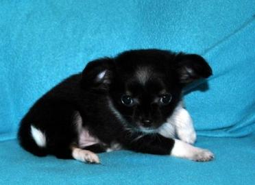 Chihuahua-Mix-Welpen