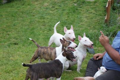 Kr�ftige  Miniatur Bullterrier