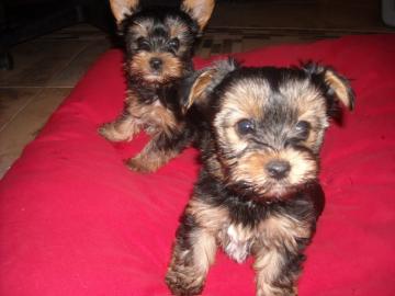 Yorkshire Terrier Welpen Black and Tan