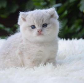 Britisch Kurzhaar K�tzchen