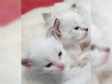 Sie sind da, s��e wundersch�ne Ragdoll-K