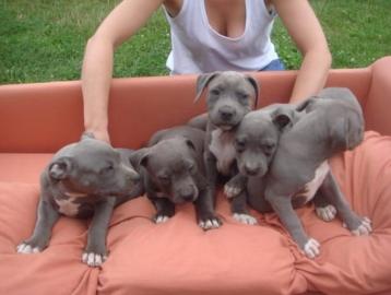 American PitbullTerrier Welpen zu VERKA