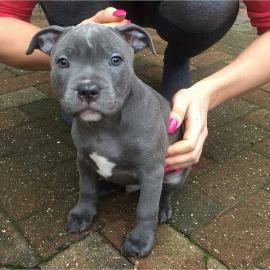 Blaue Pitbull Welpen