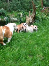 s��e Englisch Bulldogge Welpen