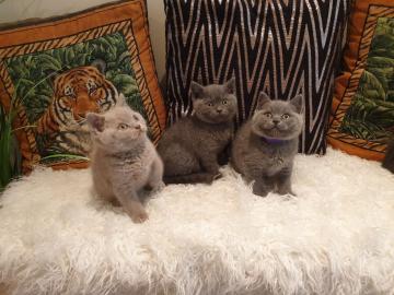 Britisch Kurzhaar K�tzchen