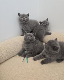 Diese bezaubernden Britisch Kurzhaar-K�t