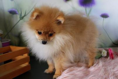 Pomeranian Zwerg spitz welpen,. ,. 