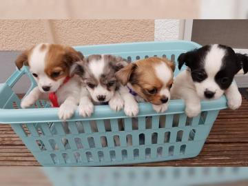 Superkleine Erh?ltlich Mini-Chihuahua-We