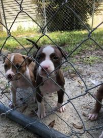 Pitbull Welpen zu verkaufen