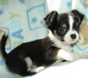 Mini-Lang und Kurzhaar Mini Chihuahua we