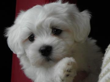 Malteser