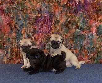 Mini Mops babys Beige und schwarz!!!