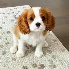S??e Cavalier king charles Welpen