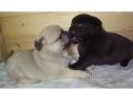 Mini Mops Welpen sind 11 Wochen alt fur