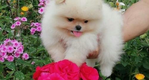 Pomeranienwelpen in liebevolle H�nde abz
