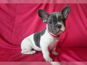 12 Wochen altes stubenreines M�dchen, Fr
