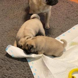 Liebevoller Teacup-Mops verf?gbar