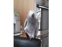 S��er Handzamer Graupapagei