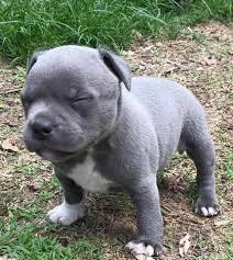 Spezielle kleine Pitbull Welpen