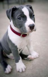 American Blueline Pitbull Welpen