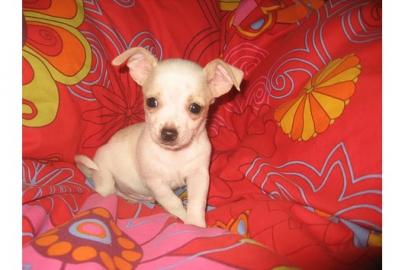 chihuahua welpen