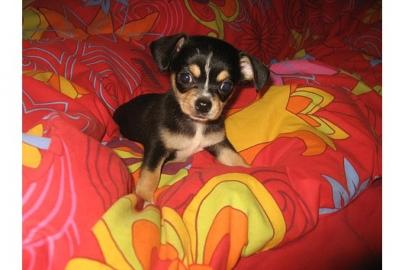 chihuahua welpen