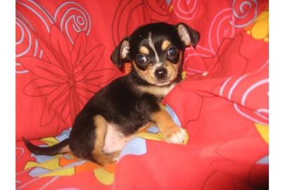 chihuahua welpen